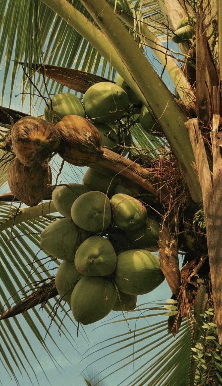 Cocotier et végétation tropicale